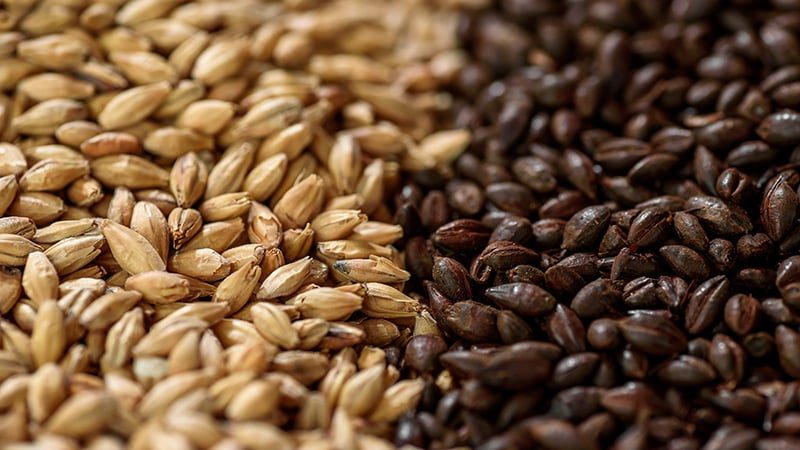 Close-up of malted grain used for brewing